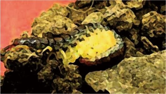 私の蟲姦遊び 第15話 妊娠中にムカデとムカデの卵編