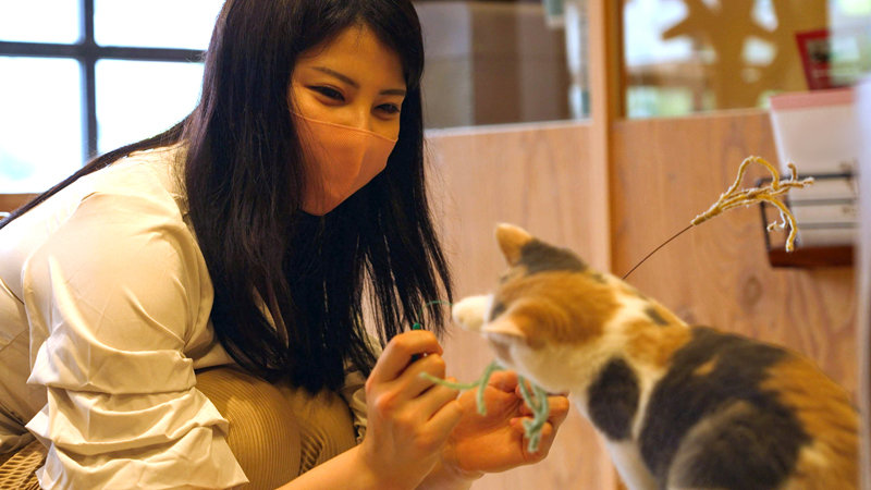 【素人女子大生】身長175cmモデル美女22歳 かおりちゃん 恵まれた高身長、ねこ好き読モ女子大生の絶品ボディを欲望のままに堪能する!!世界レベルの女神