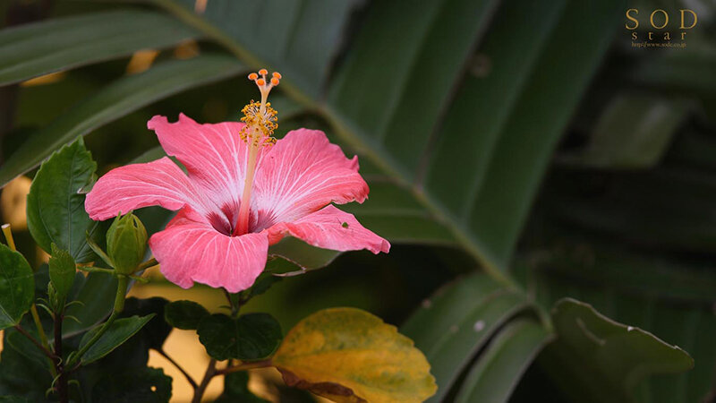 ようこそ癒しの楽園へ。南国エロティックスパHEAVENスペシャル!! 唯井まひろ【圧倒的4K映像でヌク!】