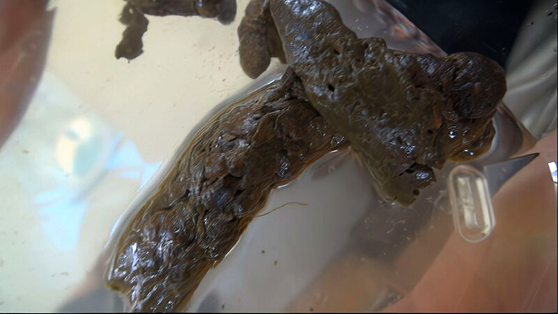 【AIリマスター版】素人ナンパトイレ号がゆく 外伝 TOKYOガールズうんち プレミア VIII ココでしか見られない！S級素人達の初脱糞！！！