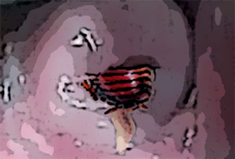 わたしの蟲姦遊び 第11話 妊娠中、子宮口にゴキブリを入れる編 音声（ASMR）