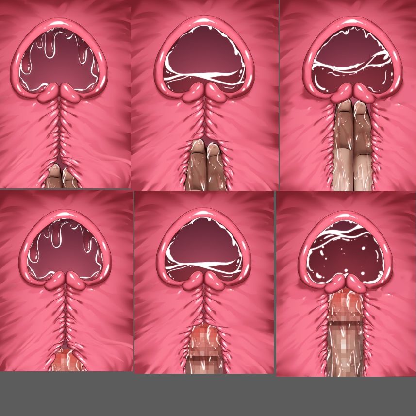膣内断面図素材