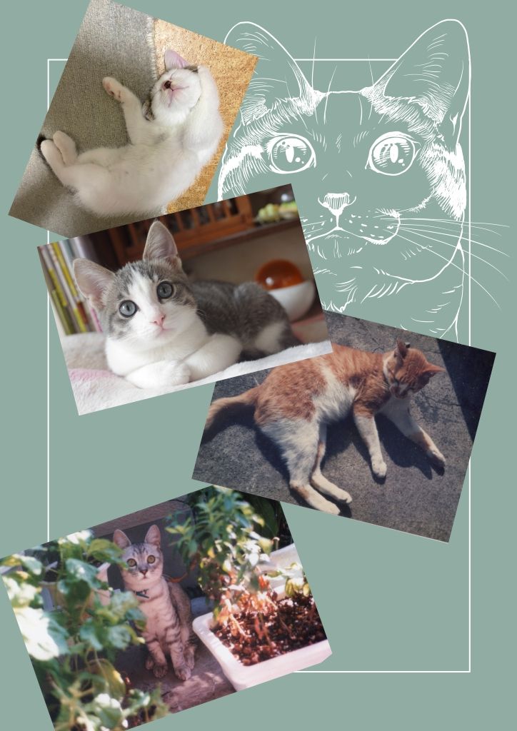 ねこのあれこれ