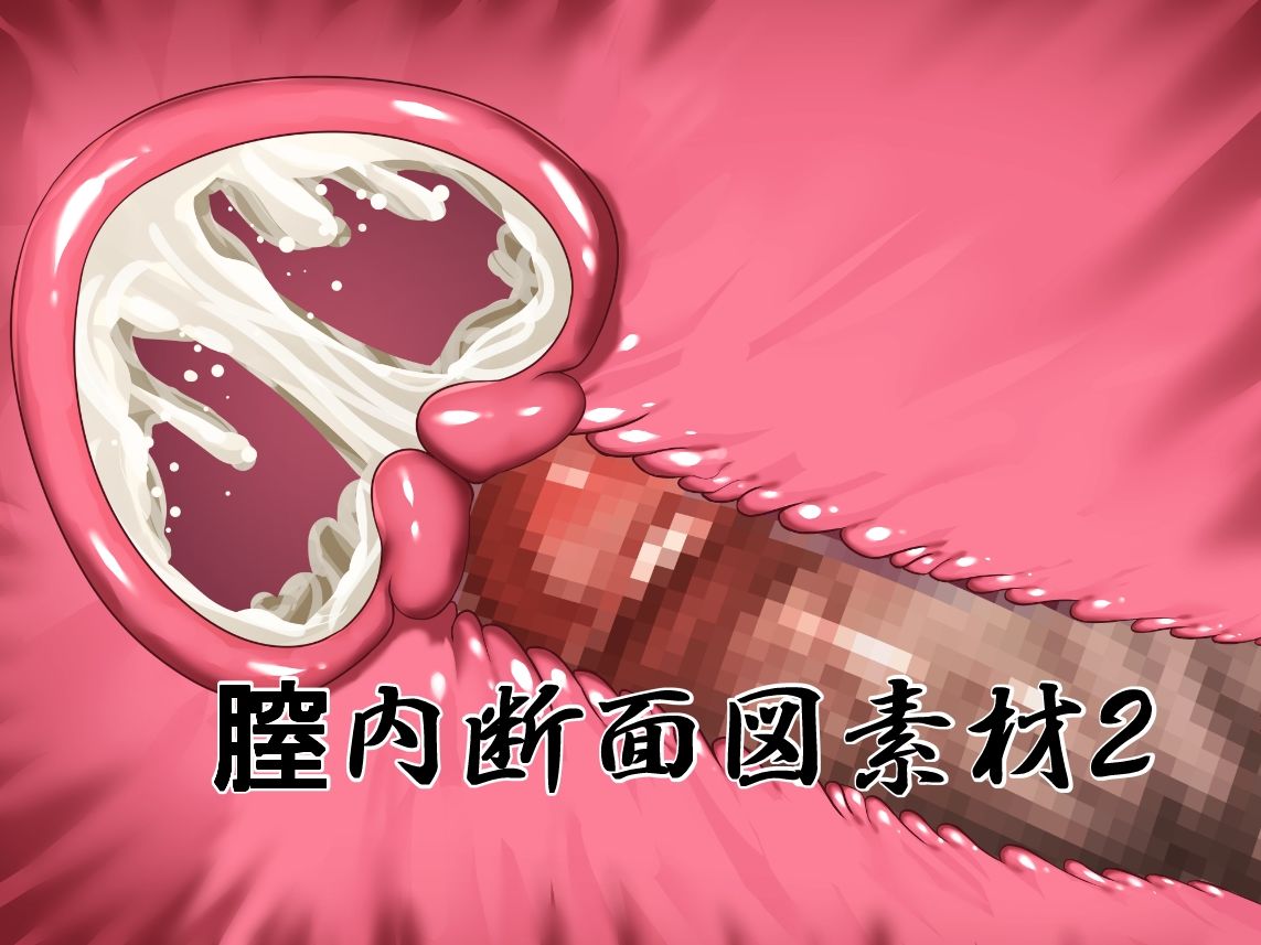 膣内断面図素材2