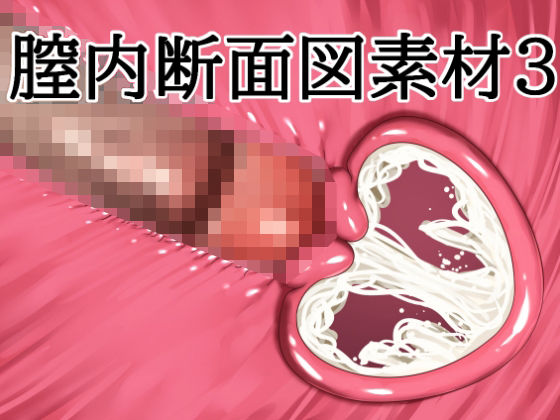 膣内断面図素材3