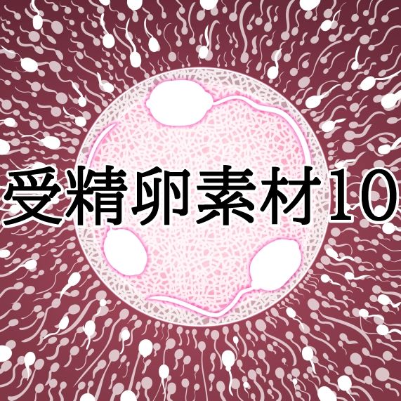 受精卵素材10
