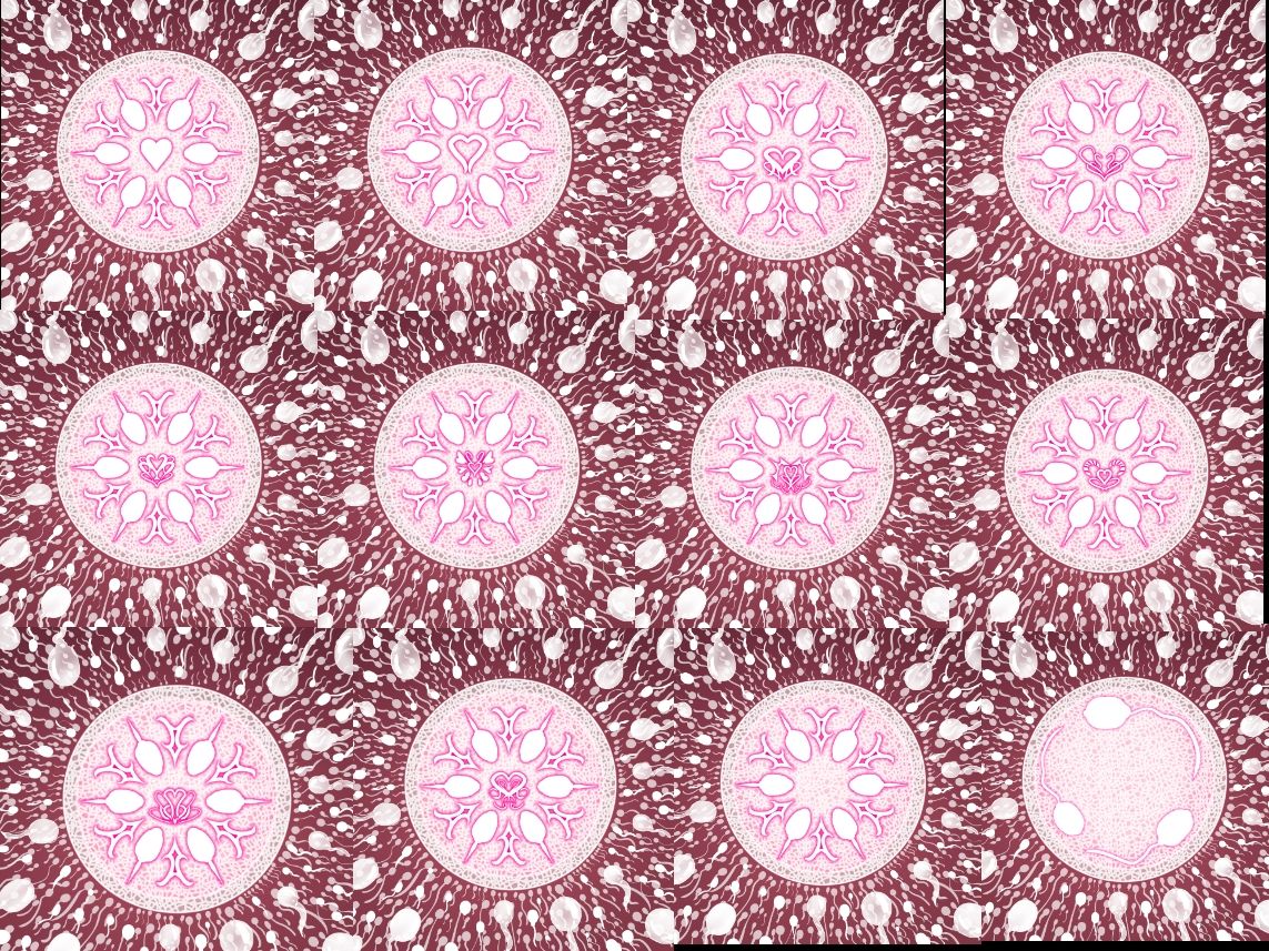 受精卵素材10